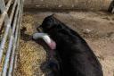 The calf after treatment by a vet