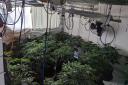 Police found this cannabis farm on Jensen Avenue, Heckmondwike