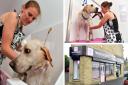 New dog grooming spa opens in Bradford