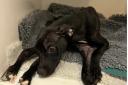 This emaciated dog was found abandoned in an alleyway in Halifax.
