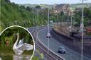 Swan rescued after making its way on to Bingley Bypass