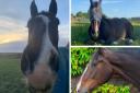 Marley the horse is retiring after 14 years of service to the police. The picture on the bottom right is Marley at age 5 when he joined the police in 2009.