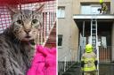 Lego the tabby cat was rescued by firefighters in Shipley after he got stuck