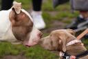 Two XL Bully dogs during a protest against the ban. Pic: Jacob King/PA Wire