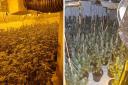 Police found more than 700 cannabis plants in a Bradford house