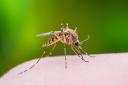 Increasing warmth means mosquito-transmitted Malaria is more widespread. Picture: Thinkstock/PA
