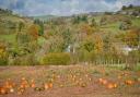 There are plenty of pumpkin patches across West Yorkshire to get your fix and Insta pics this October