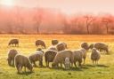 A generic picture of a flock of sheep. Pic: Pixabay
