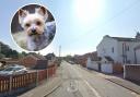 Police have launched an appeal after a Yorkshire Terrier was stolen on Carr Lane, in Castleford. Main Pic: Google Street View. Inset Pic: Generic picture of a Yorkshire Terrier (Pixabay)
