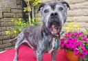 Blade is looking for a new family to love (RSPCA)