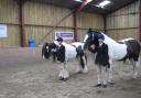 Throstle Nest Riding for the Disabled Group competed in the National Championship Finals at the weekend