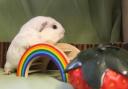 These guinea pigs and ferrets with RSPCA Bradford need their forever home (RSPCA)