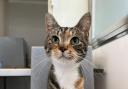 These 11 cats at RSPCA Bradford need their forever homes (RSPCA)