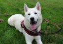 These pets at RSPCA Bradford need their forever home (RSPCA)