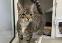 These 6 cats with RSPCA Bradford need their forever home (RSPCA)