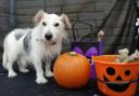 3 dogs at RSPCA Bradford who need their forever home (RSPCA)