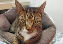 These 3 cats at RSPCA Bradford need forever homes (RSPCA)