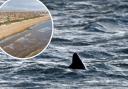 The fin of the 'shark' was spotted off the coast of Goring: credit - BNPS
