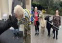 A resident says hello to an alpaca at Wingfield Nursing Home, left, and right, King Kong and Luca from AlTreka, Baildon