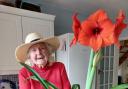 Betty Baker with her amaryllis