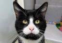 3 cats at RSPCA Bradford are looking for their forever home - can you help? (RSPCA)
