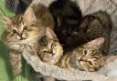 Photo via Yorkshire Cat Rescue shows the kittens found on a Bradford scrapyard.