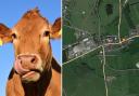 A man has been ordered to pay more than £5,000 after shooting a cow in the back of the head. Left Picture: Pixabay. Right Picture: Google Maps