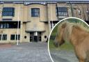 Bradford Crown Court and a file picture of a pony