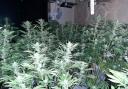 Cannabis farm discovered in Shipley