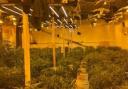 Large cannabis factory discovered in town suburb