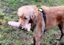 Golden Retriever, Ahsoka, finding a vibrator in Horsforth. Picture: SWNS