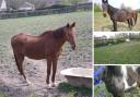 Three horses rescued by the RSPCA can now be rehomed after the end of court proceedings
