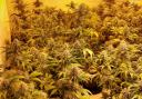 People cultivating cannabis farm tried to 'dissuade officers from entering'