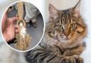 A cat was caught in a gin trap in Leeds