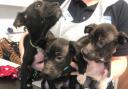 Puppies abandoned in cardboard box by canal