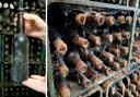 Bottles of a rare 86-year-old Coronation Ale were unearthed in a cellar