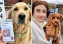 Dogs took to polling stations across England for the 2023 Local Elections, making for some cute pictures