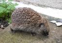 A hedgehog visits Val's garden