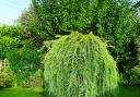 weeping larch