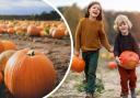 Will you be braving the weather to go pumpkin picking at the likes of Farmer Copleys?