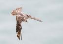 A peregrine falcon - image by Camera Club member Martin Berry