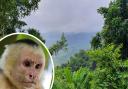 Marina Chapman was raised by a family of capuchin monkeys in the Colombian jungle