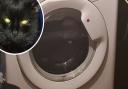 File pictures of a washing machine and a black cat