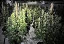 A cannabis farm worth £500,000 was found in the Batley and Spen NPT policing area