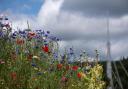 A wildflower verge in Bingley is a riot of colour. Picture by Deborah Clarke, T&A Camera Club
