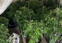 Police have found a cannabis farm in Holme Wood