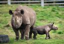 The newborn black rhino calf with his mother, Najuma