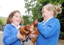 Bradley Primary School pupils sold eggs fro the school hens, 2011
