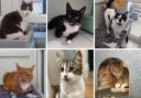 These adorable cats are looking for a forever home - can you help?