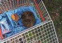 A mobile phone attached to a snake hook helped a rescue operation for a hedgehog